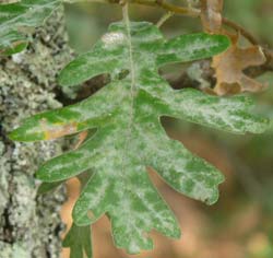 Quercus pyrenaica, Quercus toza